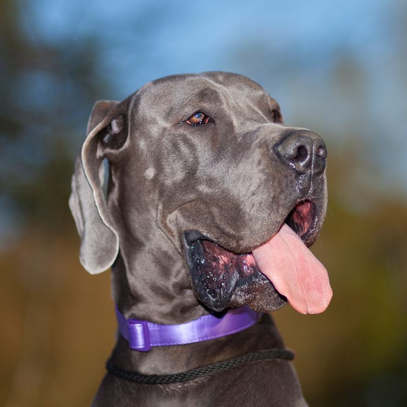 Labrador under tystnadsträning, lugn och belönad av ägaren för att han inte skäller
