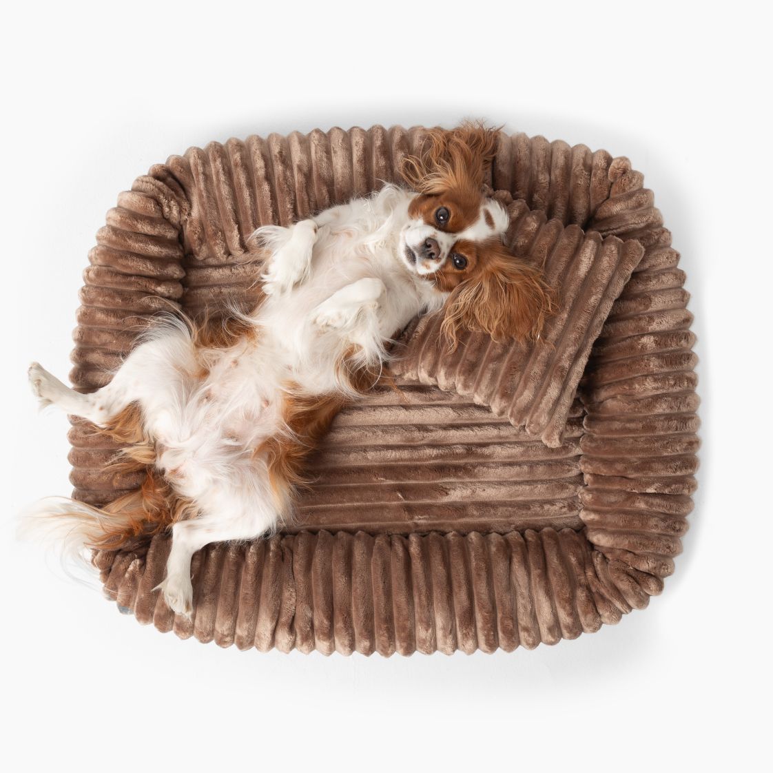 Hund som ligger på rygg i beige hundbädd BELLO i manchester, sedd ovanifrån