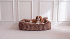 Cavalier king charles spaniel i beige hundbädd BELLO manchester