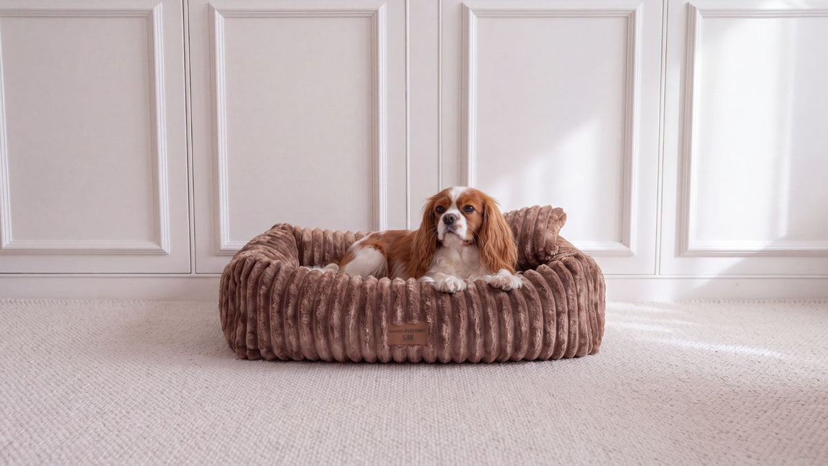Cavalier king charles spaniel i beige hundbädd BELLO manchester