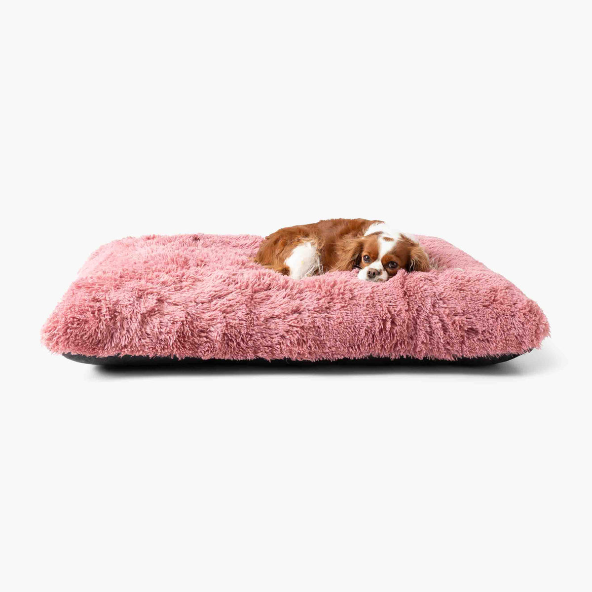 Rosa hundbädd MIA i mjuk plysch med en hund som vilar bekvämt