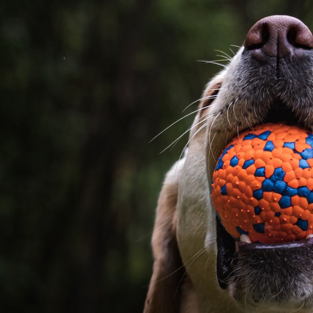 Hundboll STRONG 6 cm