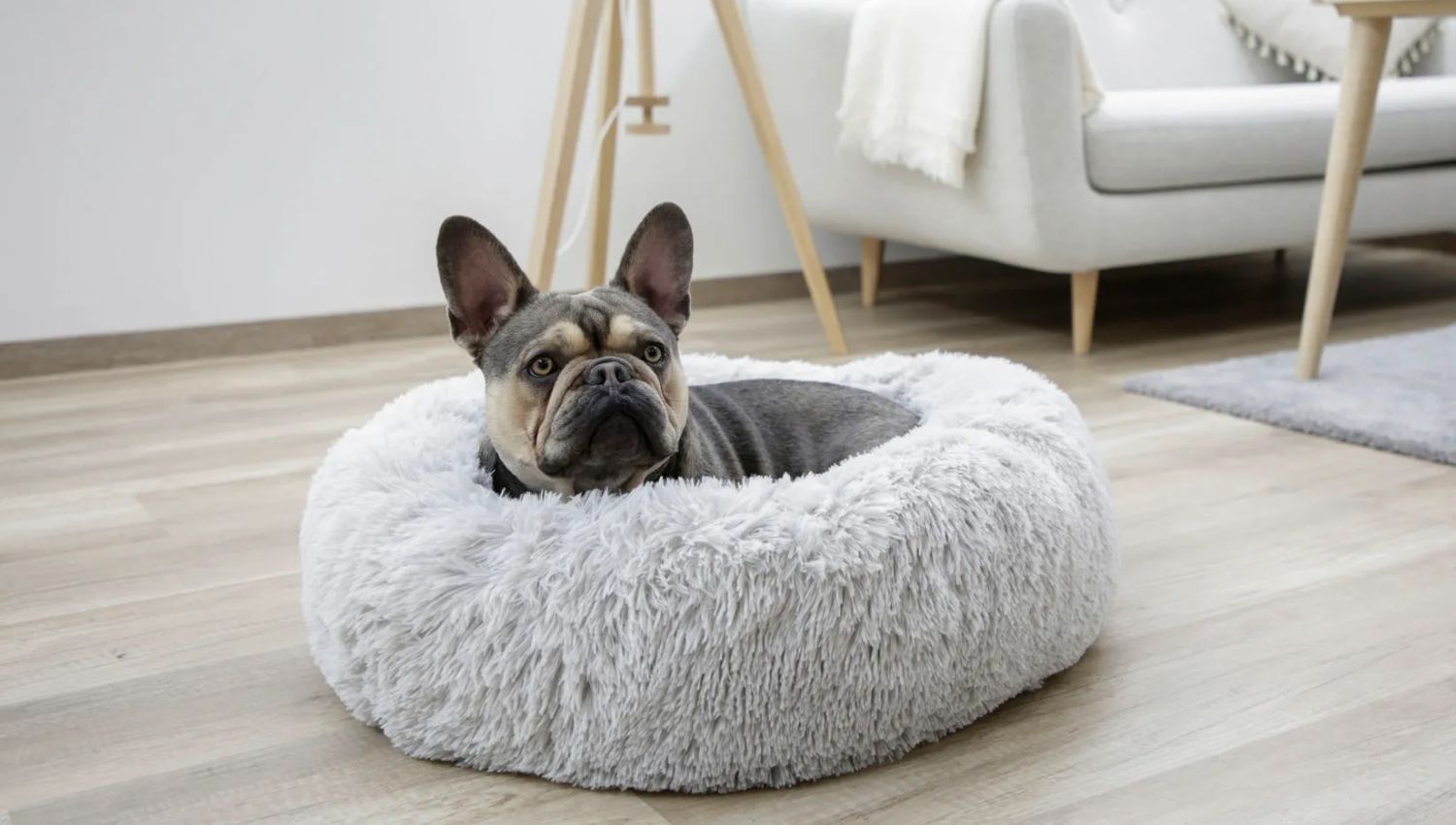 Fransk bulldog i plyschig hundbädd MOLN Grå, mjuk och fluffig hundbädd för små hundar