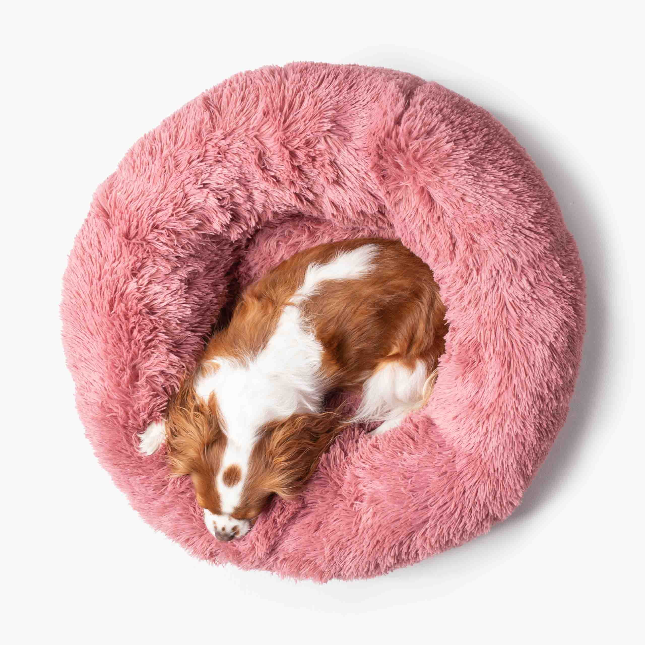 Hund i mjuk rund hundbädd MOLN sedd ovanifrån Rosa