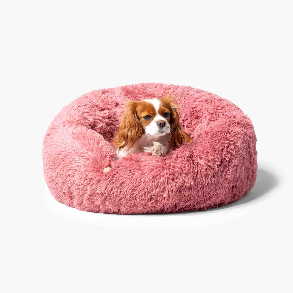 Hund som vilar bekvämt i rund plyschig hundbädd MOLN Rosa
